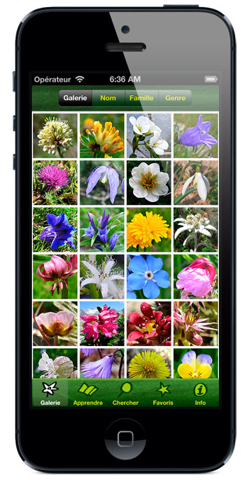 image fleurs des alpes