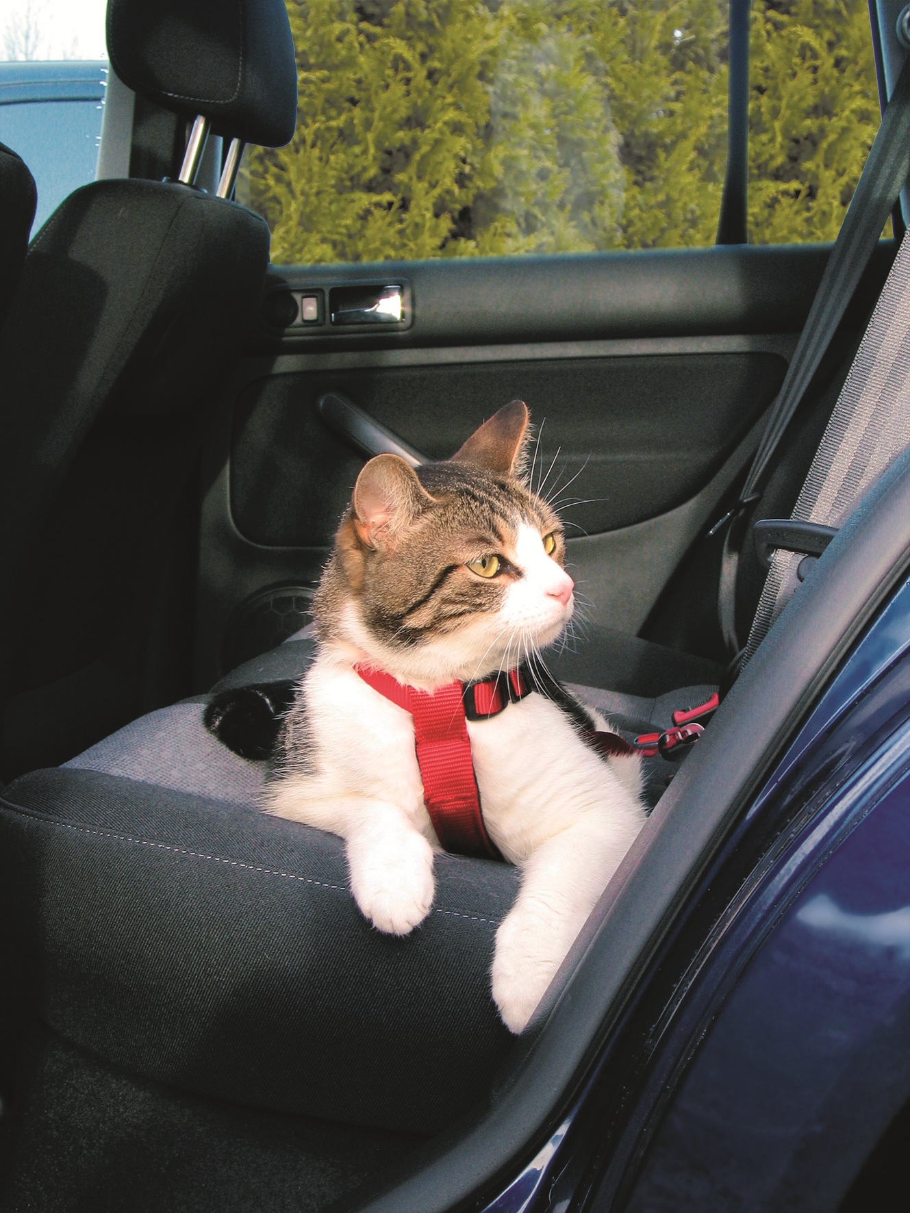 harnais de securite pour animaux animal & co