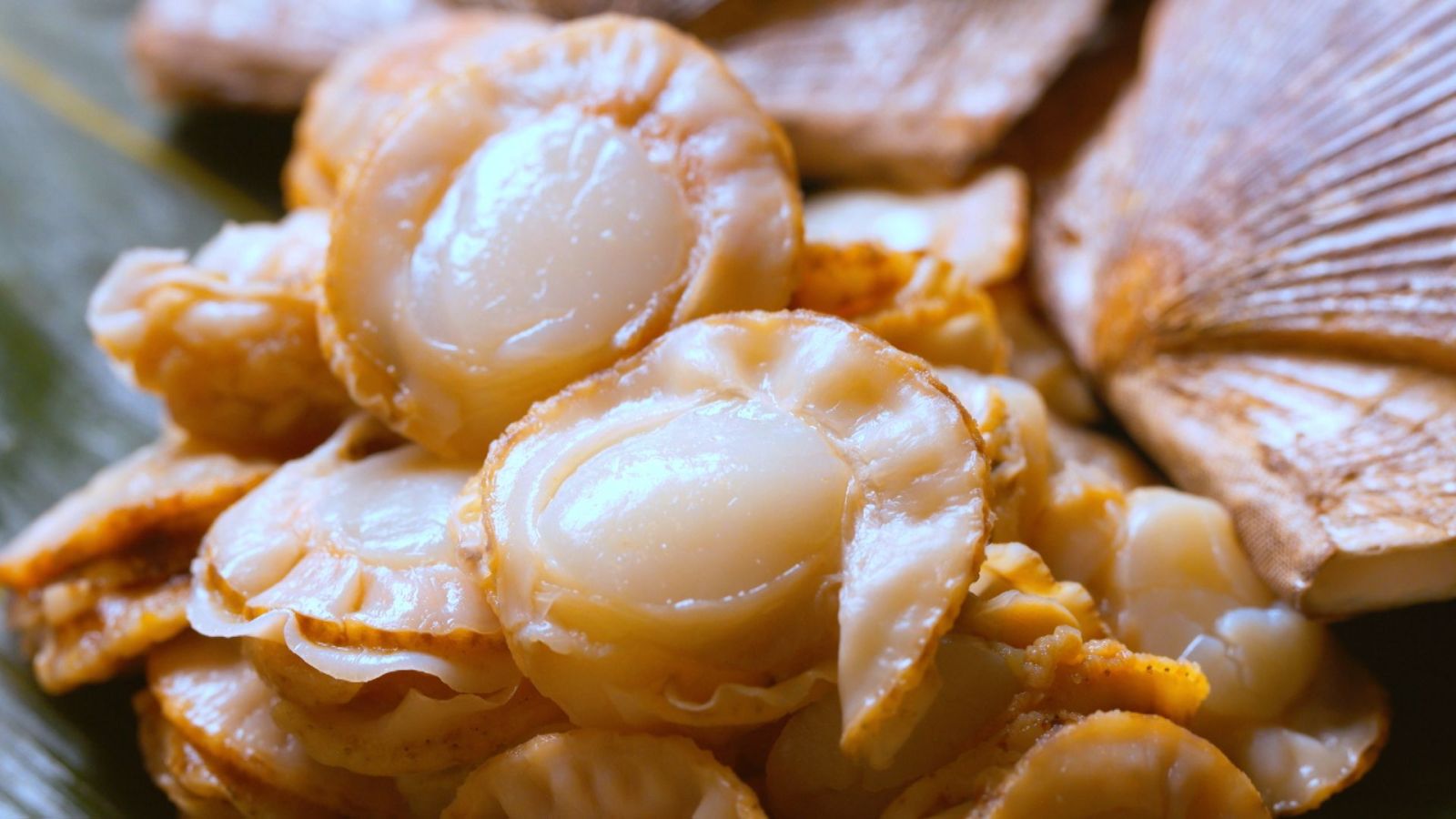 coquille saint jacque du japon