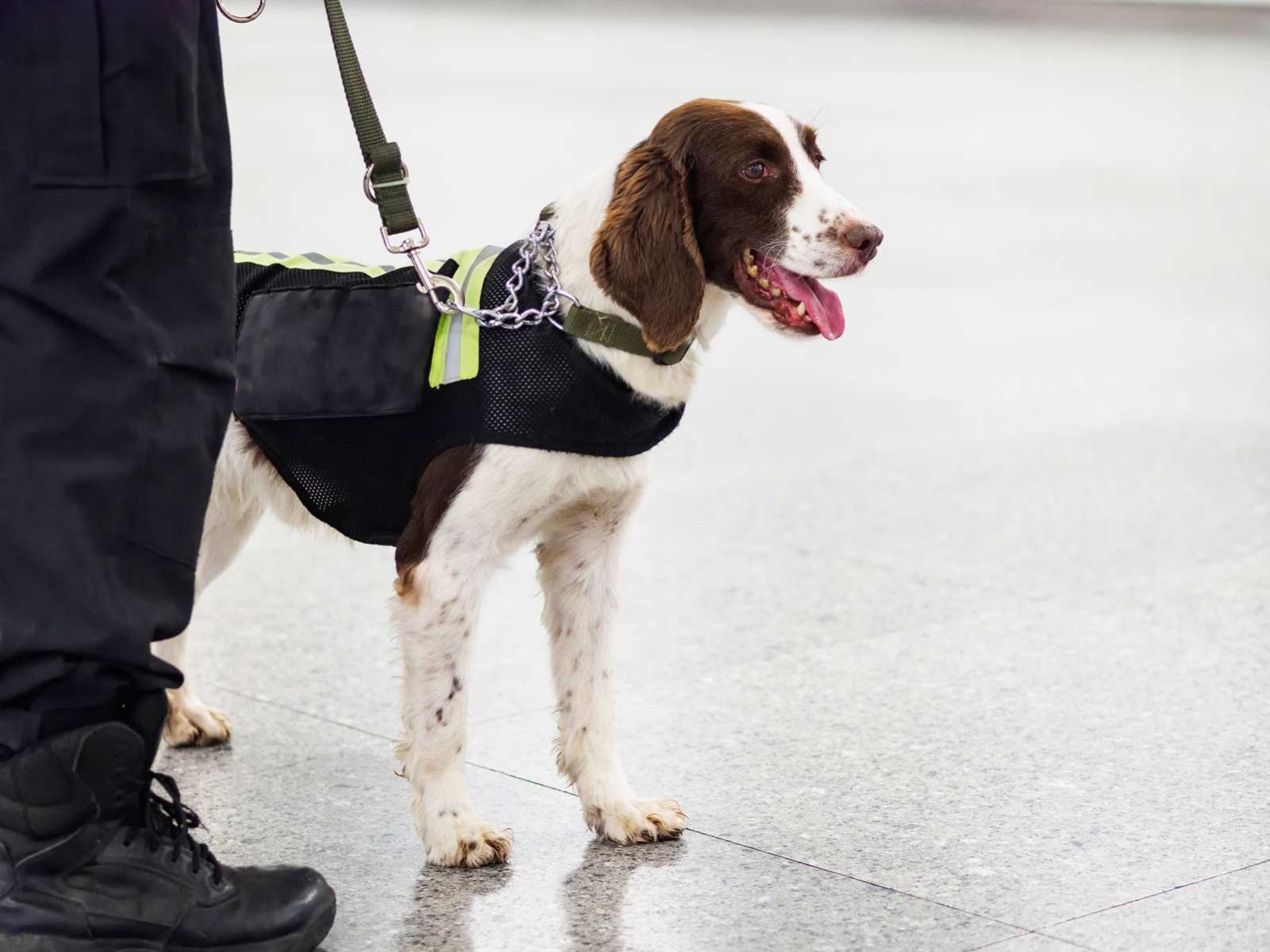 chien detecteur de punaise de lit